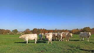 Expérimentation.Au cours des essais, il a suffi d’un ou deux jours pour que les animaux comprennent qu’ils ne devaient pas franchir la clôture virtuelle définie par l’éleveur. Chambagri PDL Expérimentation.Au cours des essais, il a suffi d’un ou deux jours pour que les animaux comprennent qu’ils ne devaient pas franchir la clôture virtuelle définie par l’éleveur. Chambagri PDL